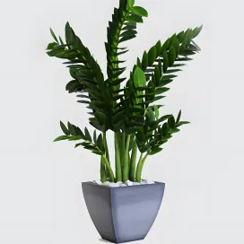 Zamioculcas zamioculcas